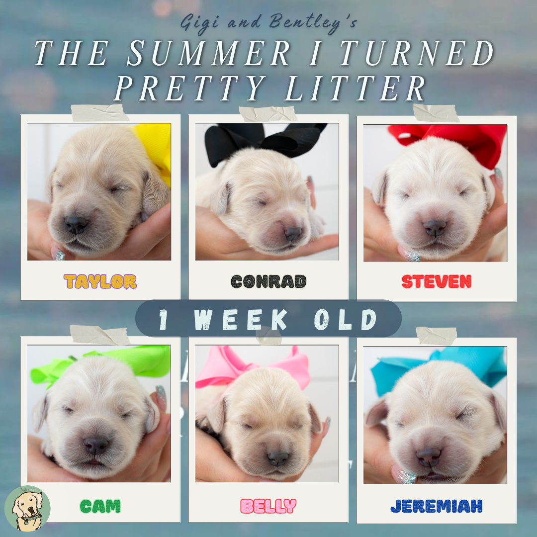 Gigi and Bentley week 1.png