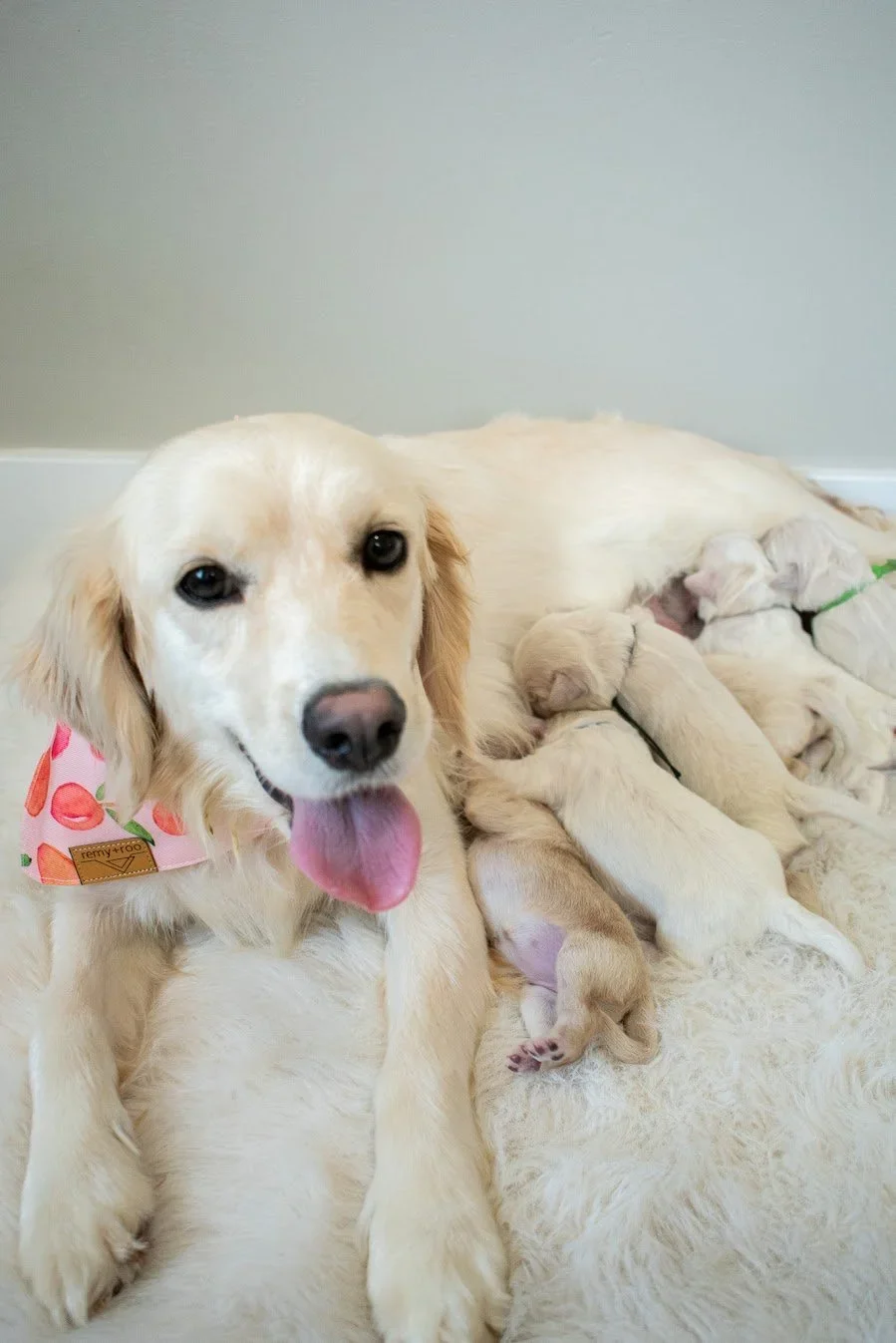 Gigi+with+her+litter.webp