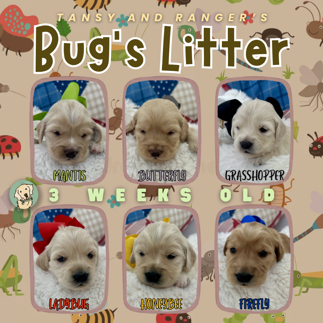 Tansy and Ranger week 3.png