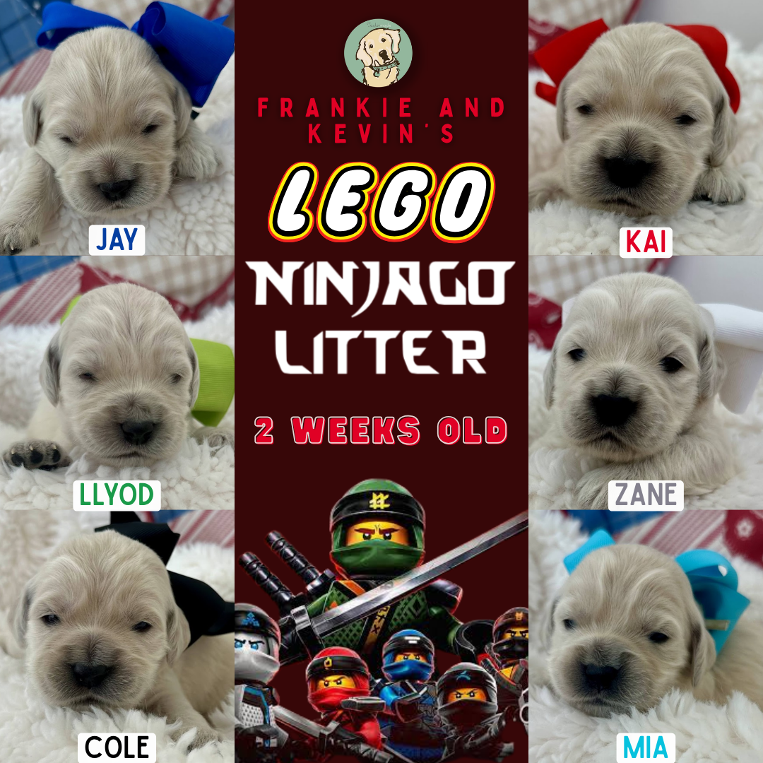 Franke and Kevin 2 weeks old.png