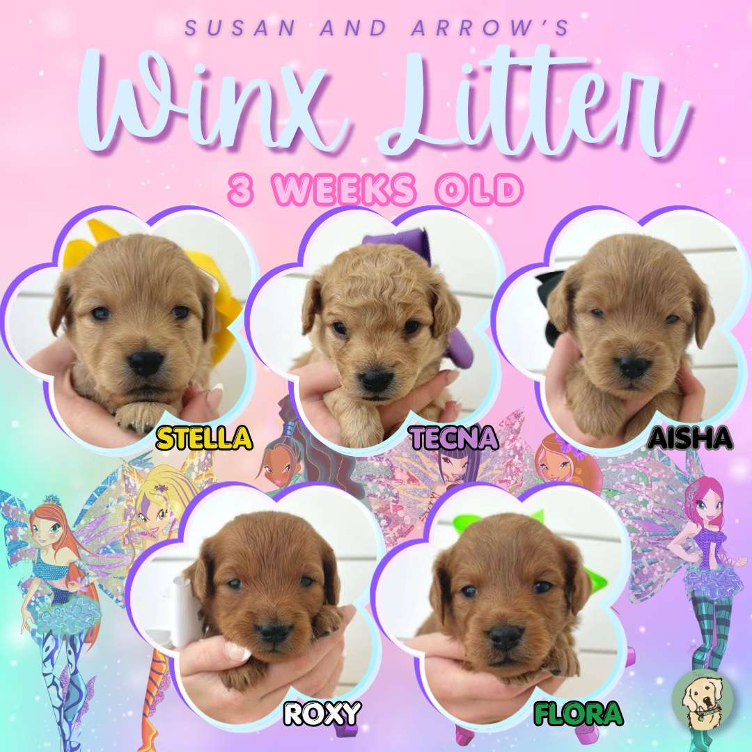 Susan and Arrow Week 3.png
