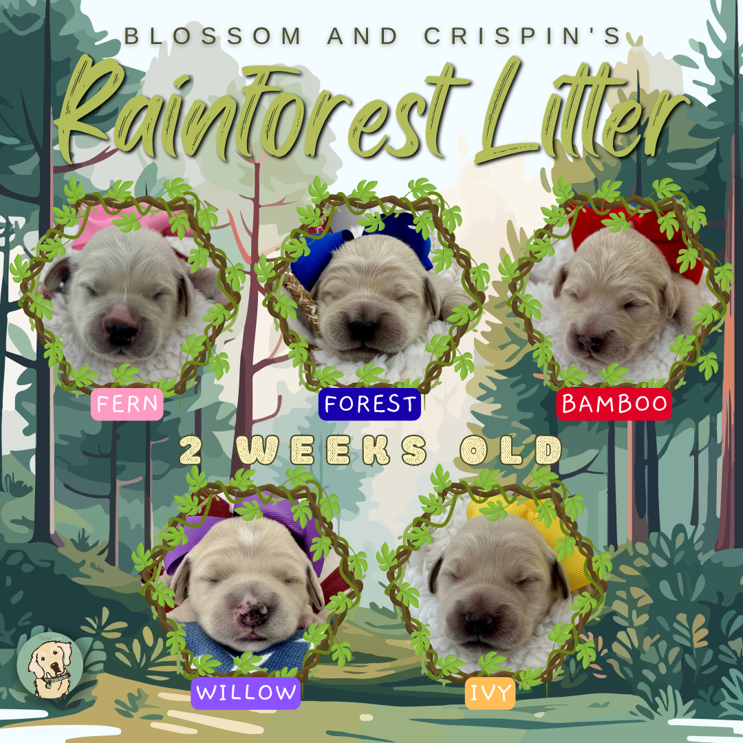 Blossom and Crispin week 2.png