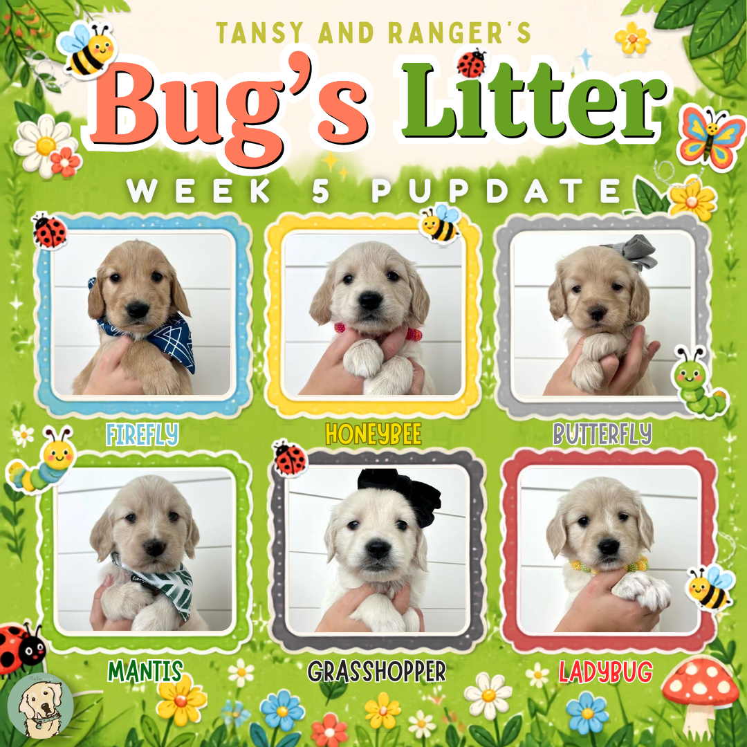Tansy and Ranger week 5.png