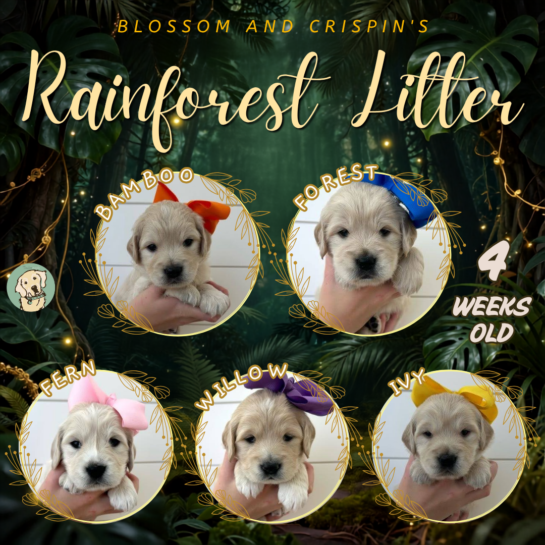 Blossom and Crispin Week 4.png