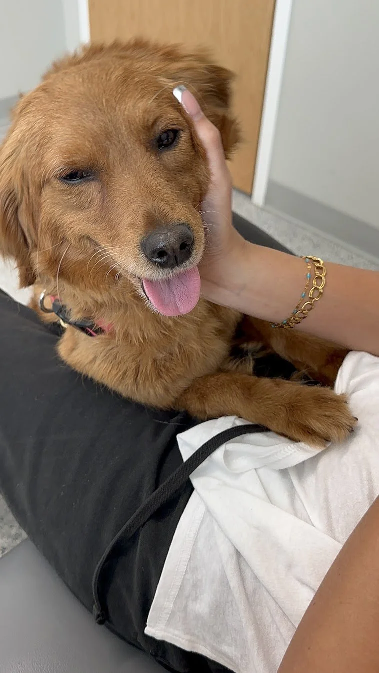 Susies vet check.JPG