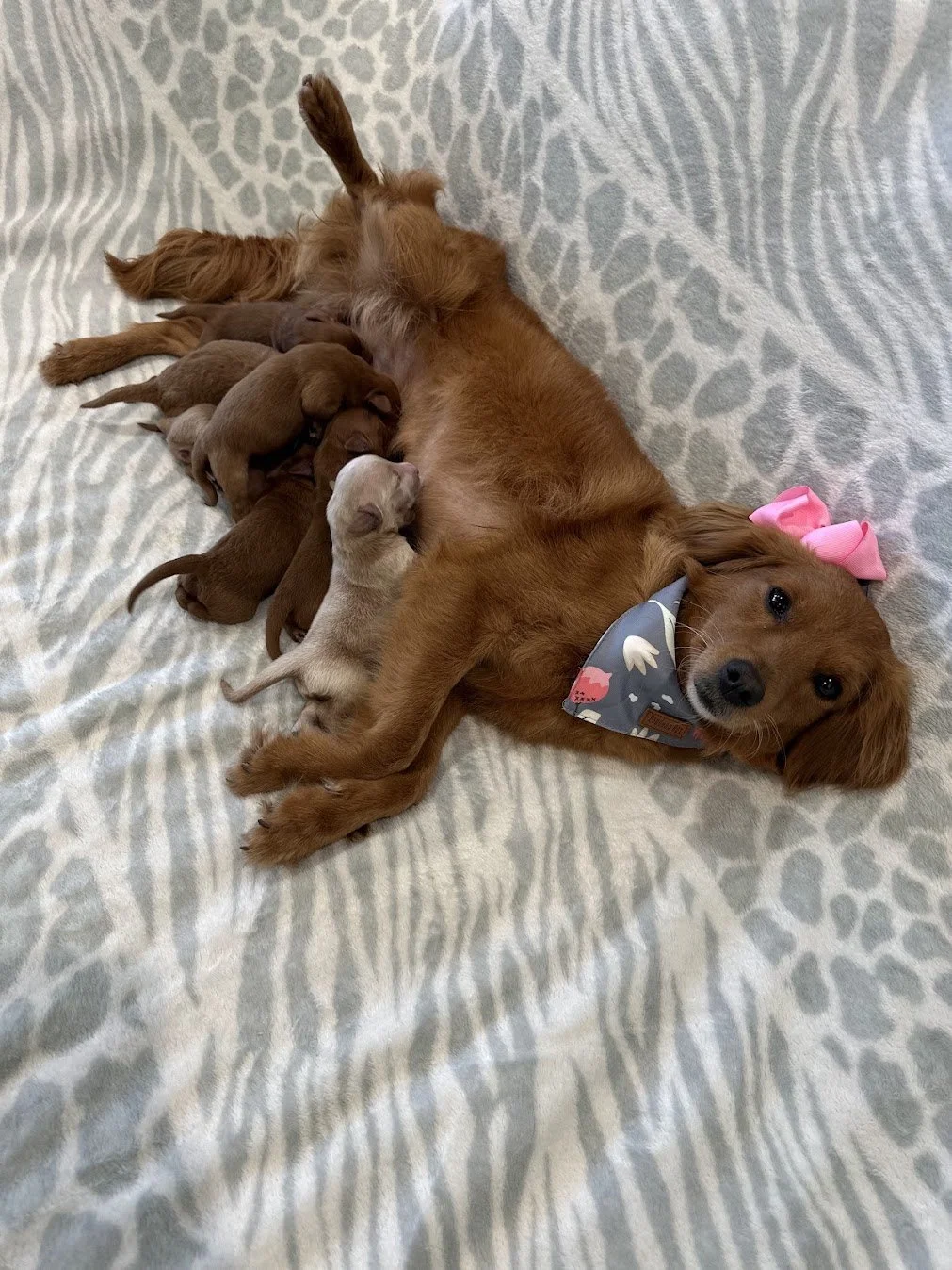 Susie and her puppies.jpg