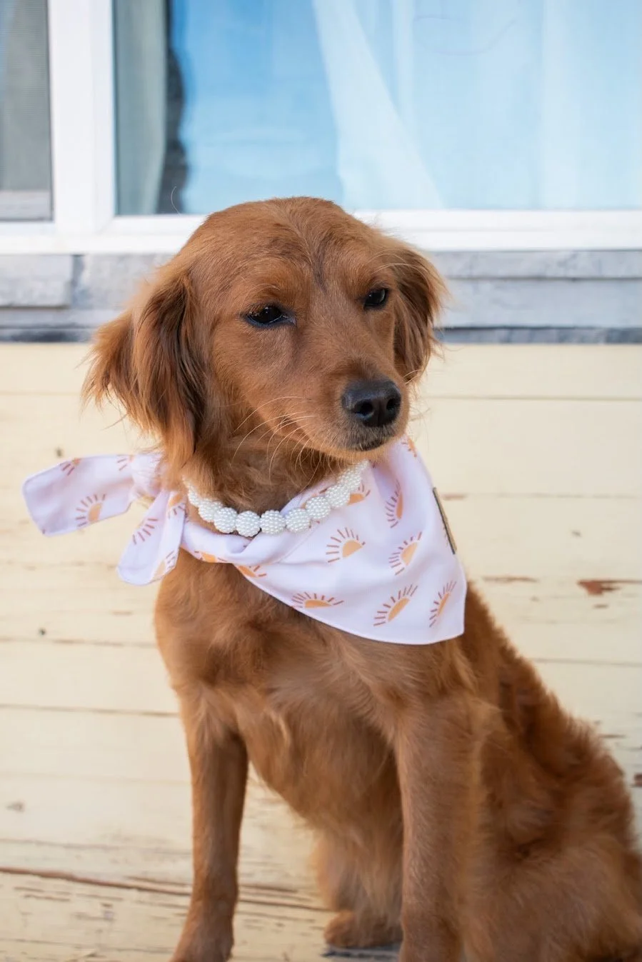 Susie all dolled up.jpg