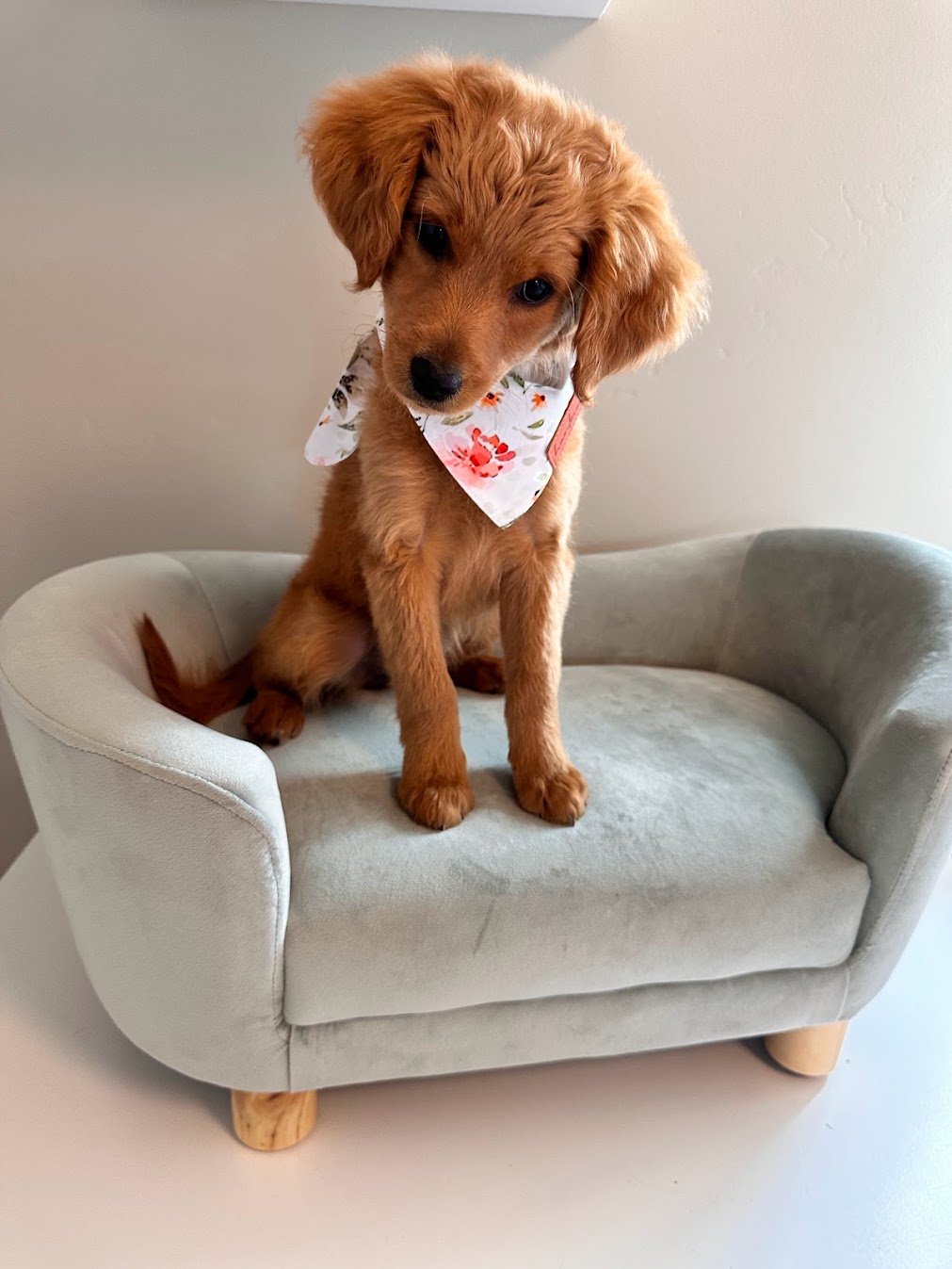 Susie 3 months old.jpg