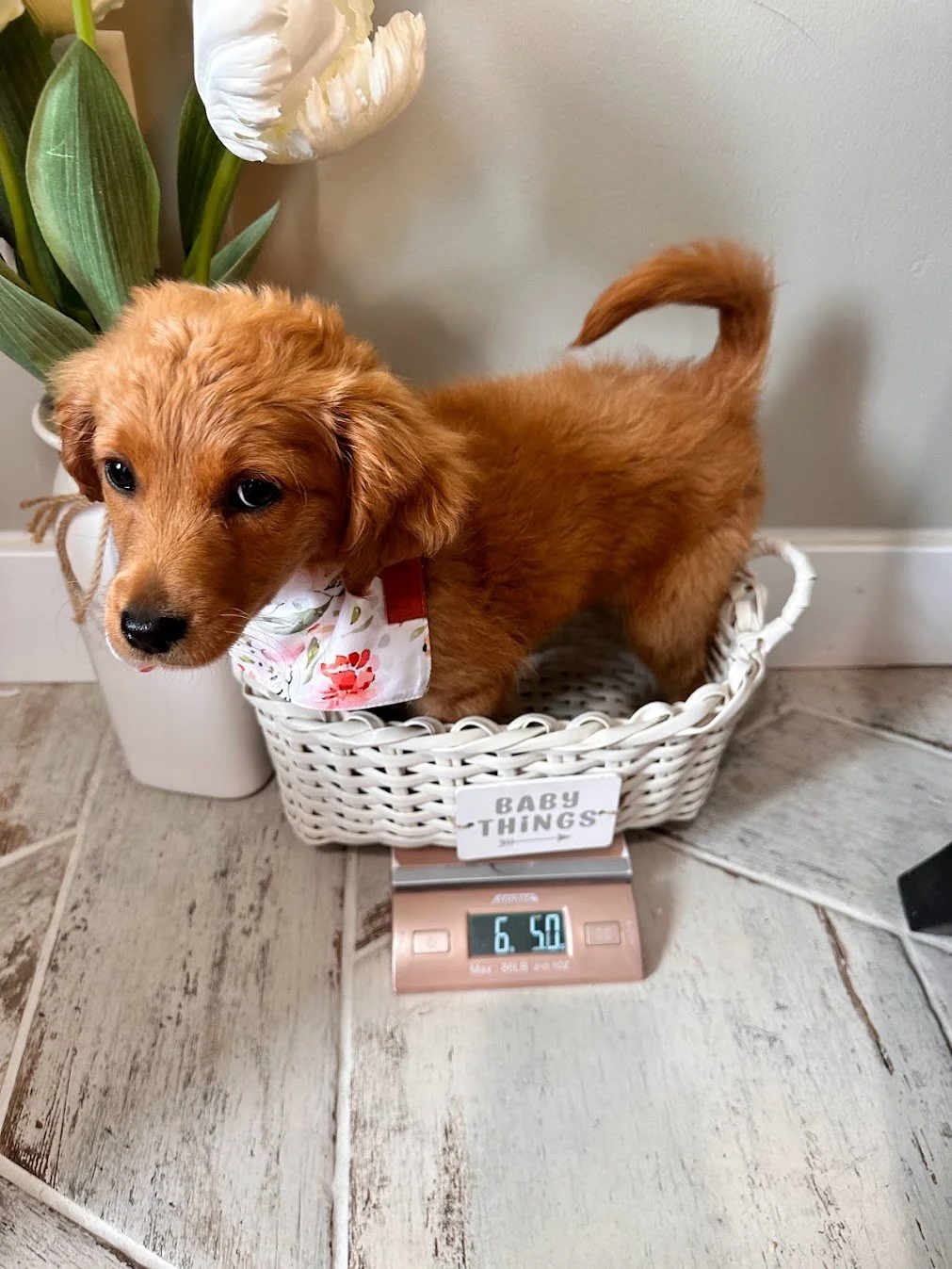 Tiny Susie 3 months old.jpg