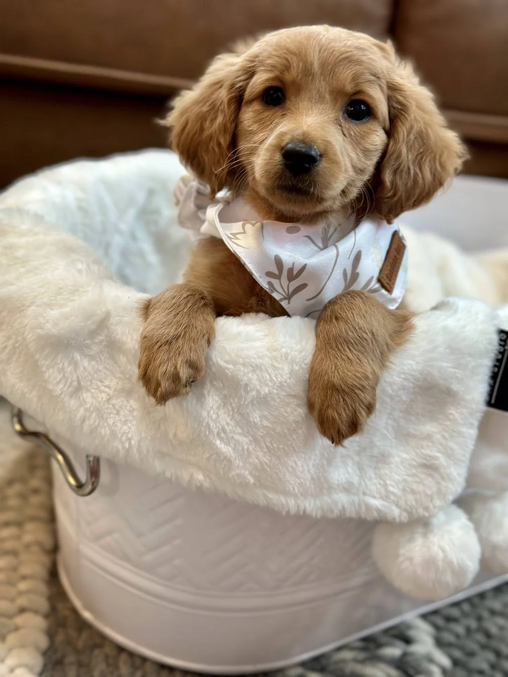 Susie 6 weeks old.jpg