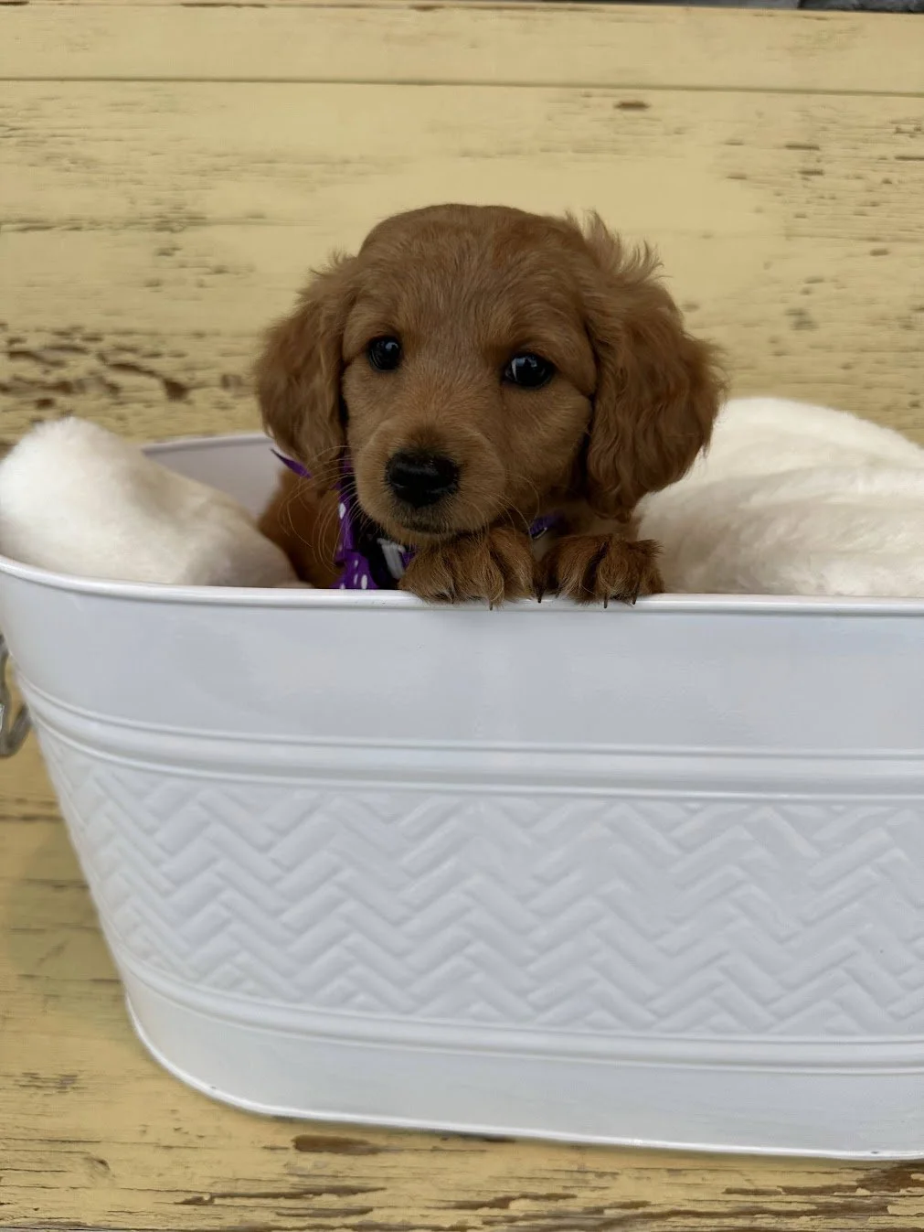 Susie 7 weeks.jpg