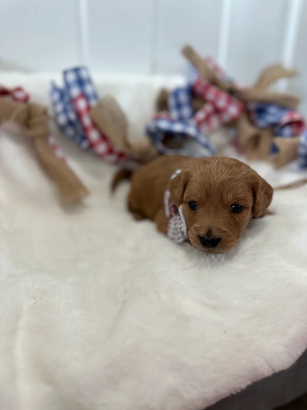 3 week old Susie.jpg
