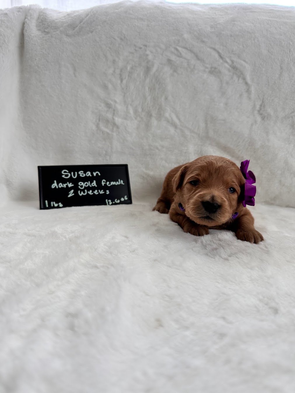 Susie 2 weeks old.jpg