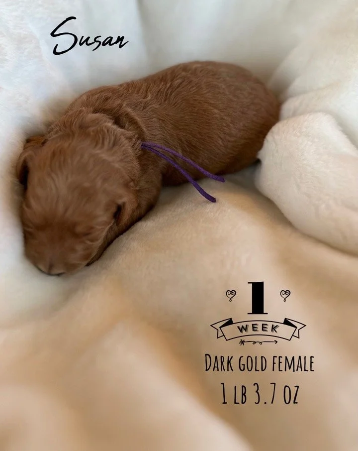 Susie 1 week old.JPG