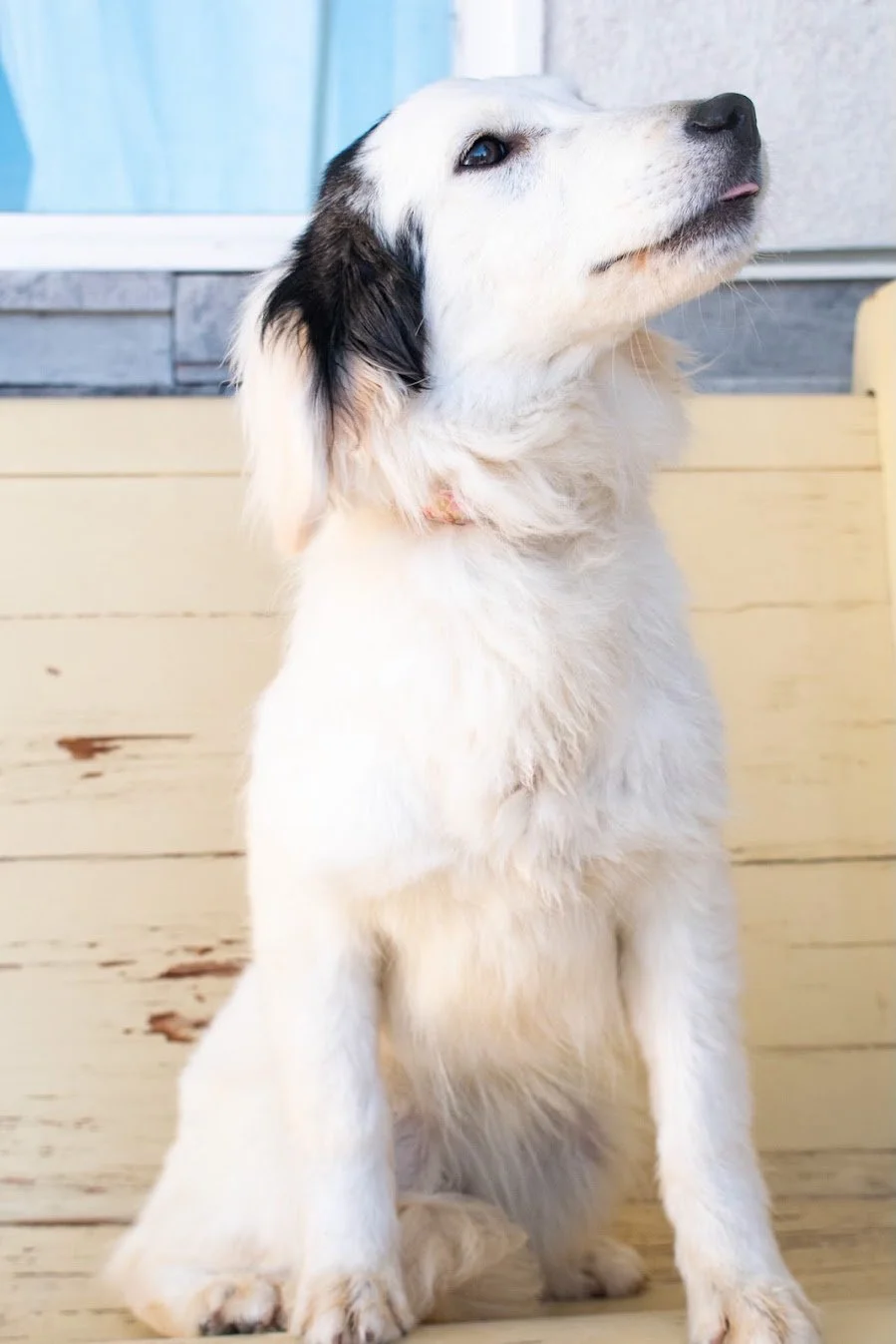 Frankie Profile.jpg (Copy)