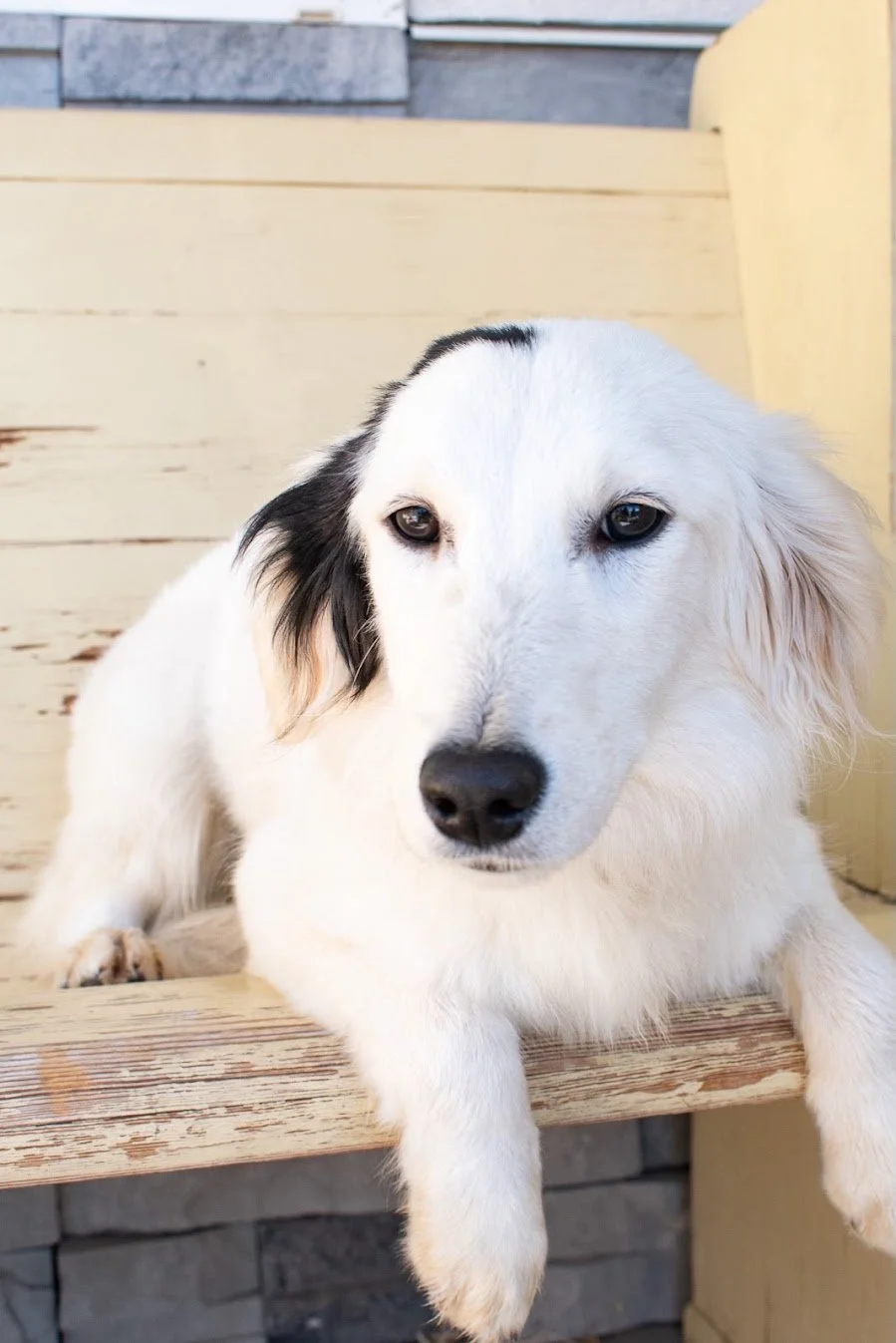 Frankie Front view.jpg (Copy)