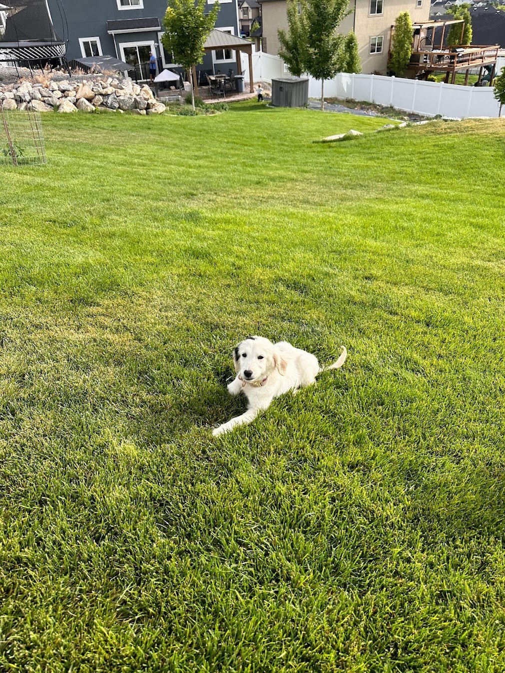 Frankie Mini Golden in the grass.jpg (Copy)