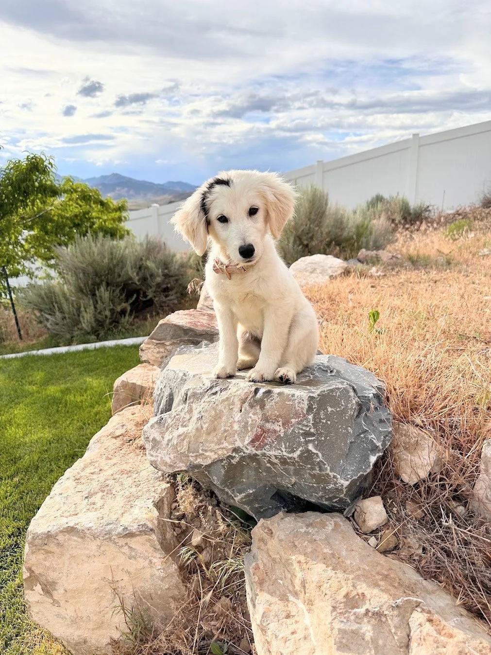 Our tiny Mini Golden Frankie.jpg (Copy)