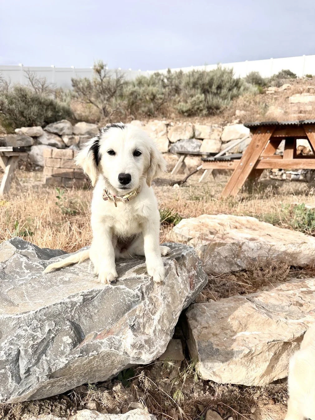 Frankie our friendly mini golden.jpg (Copy)