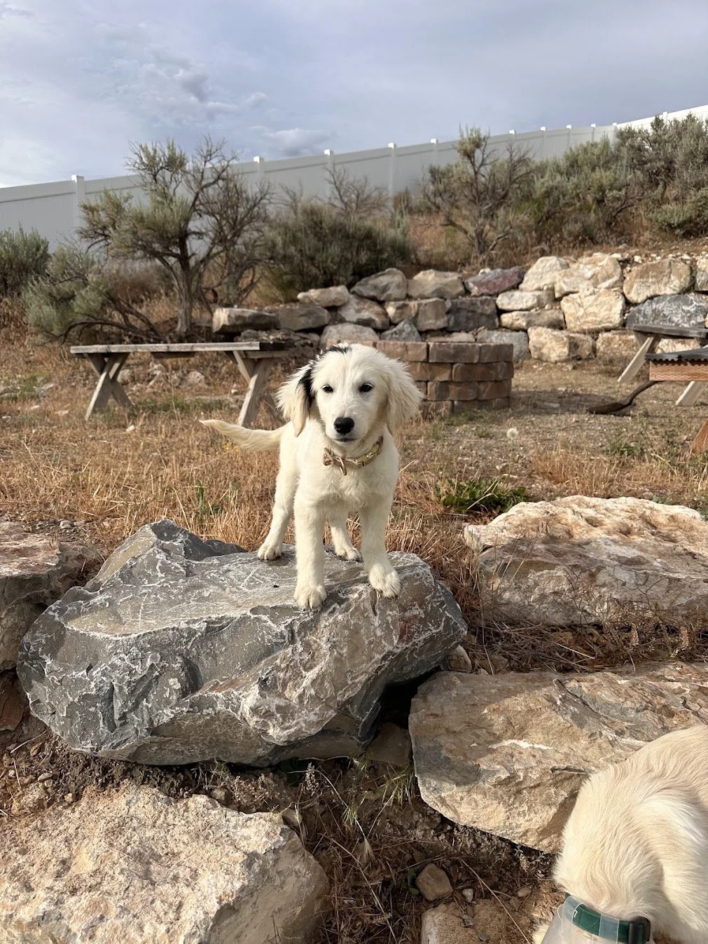 Our Regal Mini Golden Frankie.jpg (Copy)