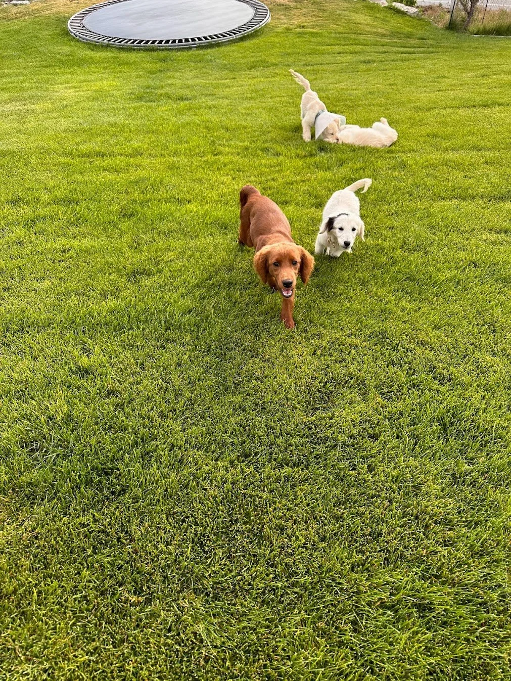 Frankie and Quinn.jpg (Copy)