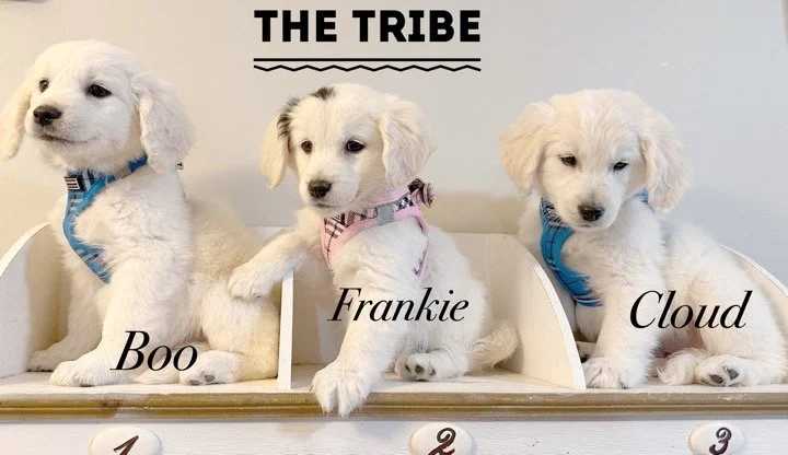Frankie's brothers.JPG (Copy)