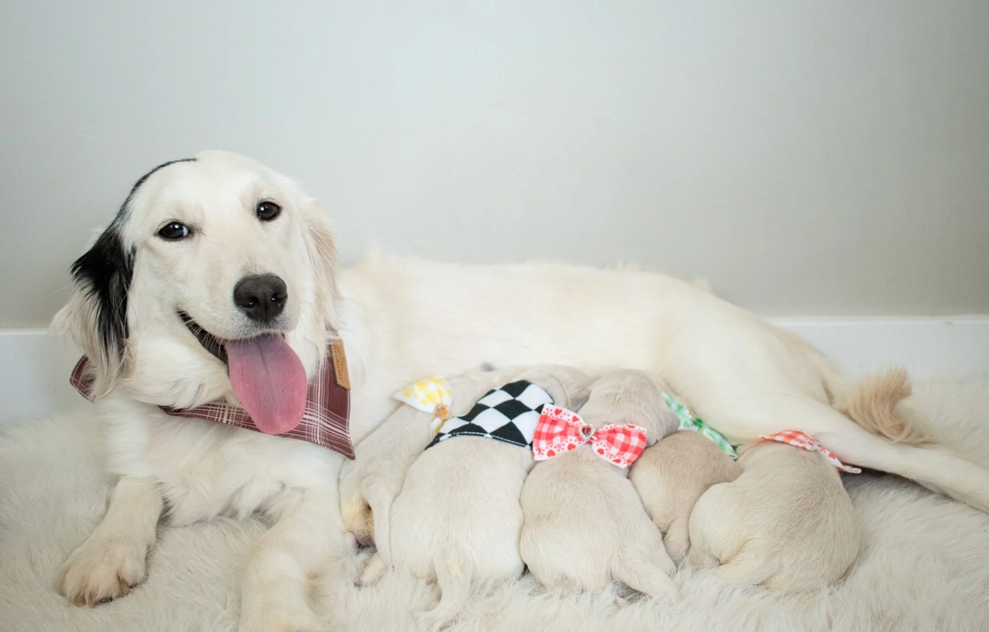 Frankie and her puppies.JPG (Copy)