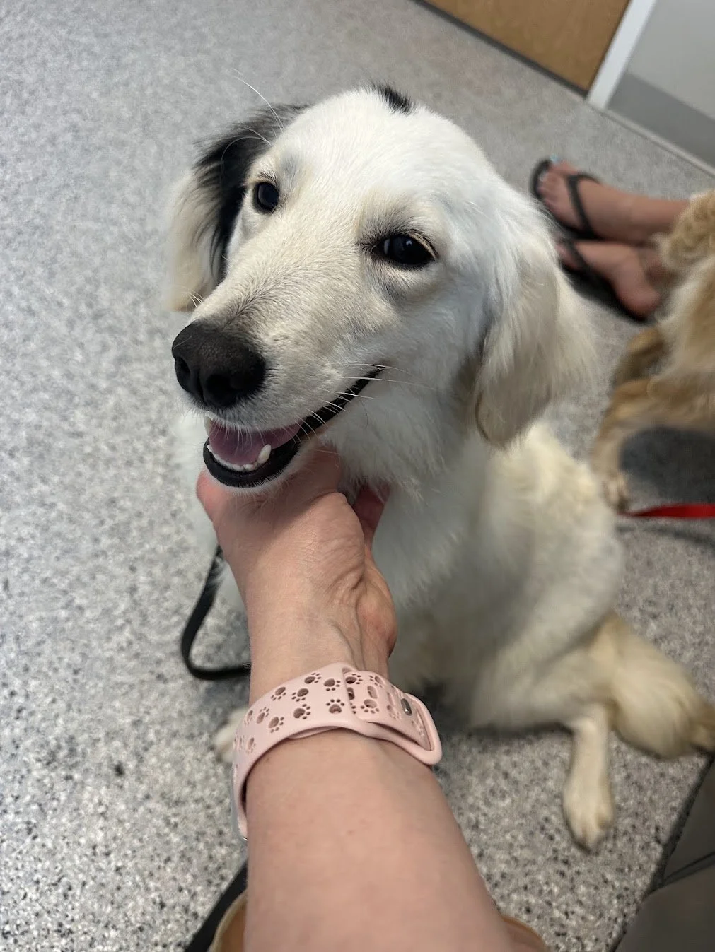 Frankie at her vet check.jpg (Copy)