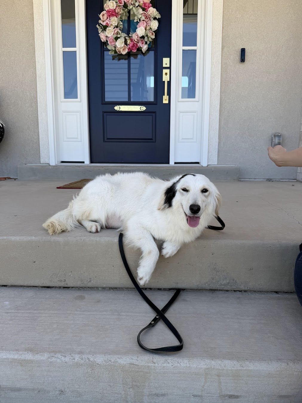Relaxed Mini Golden Frankie.jpg (Copy)