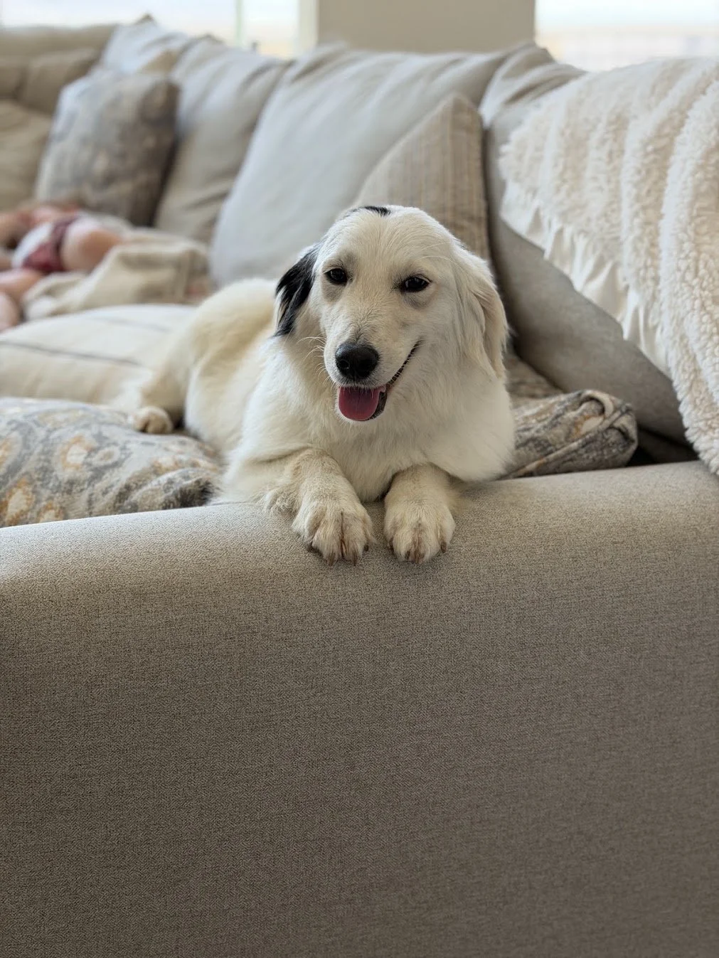 Mini Golden Frankie on the couch.jpg (Copy)