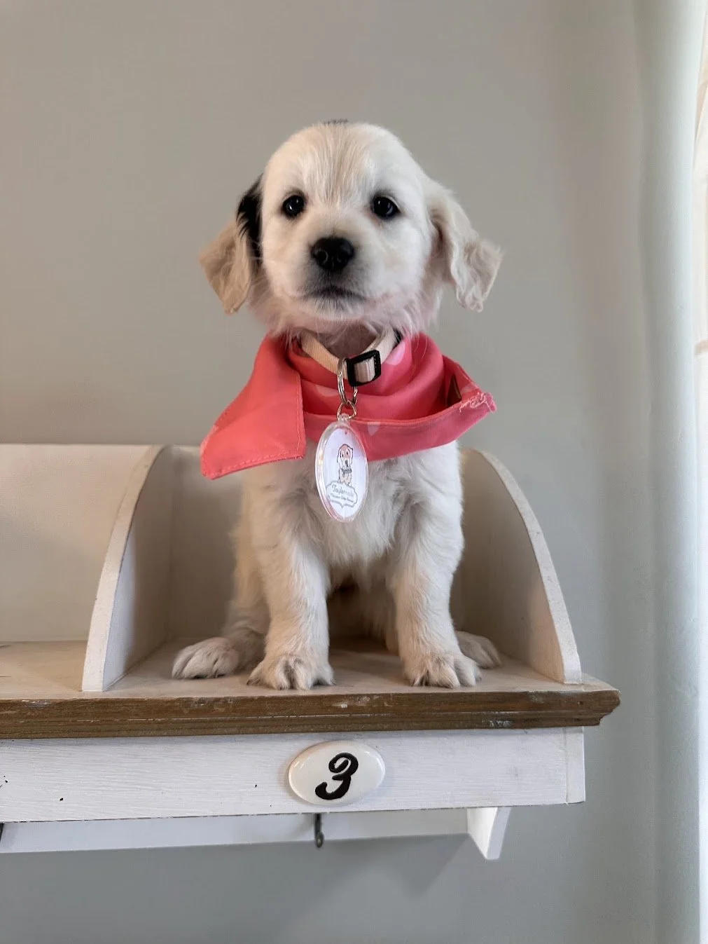 Mini Golden with Somatic Mutation 8 weeks old.jpg (Copy)