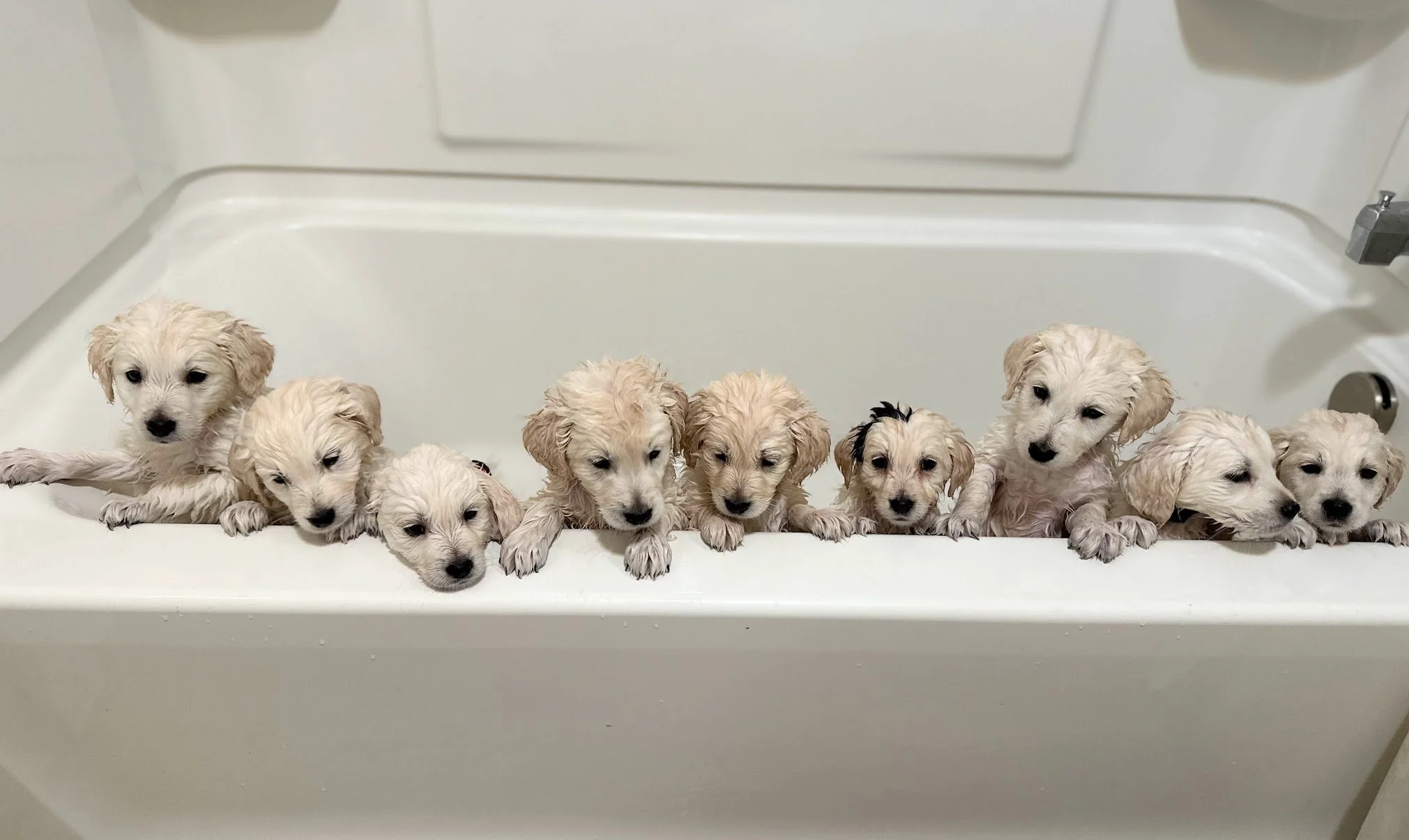 Mini Golden Somatic mutation with her siblings.jpg (Copy)