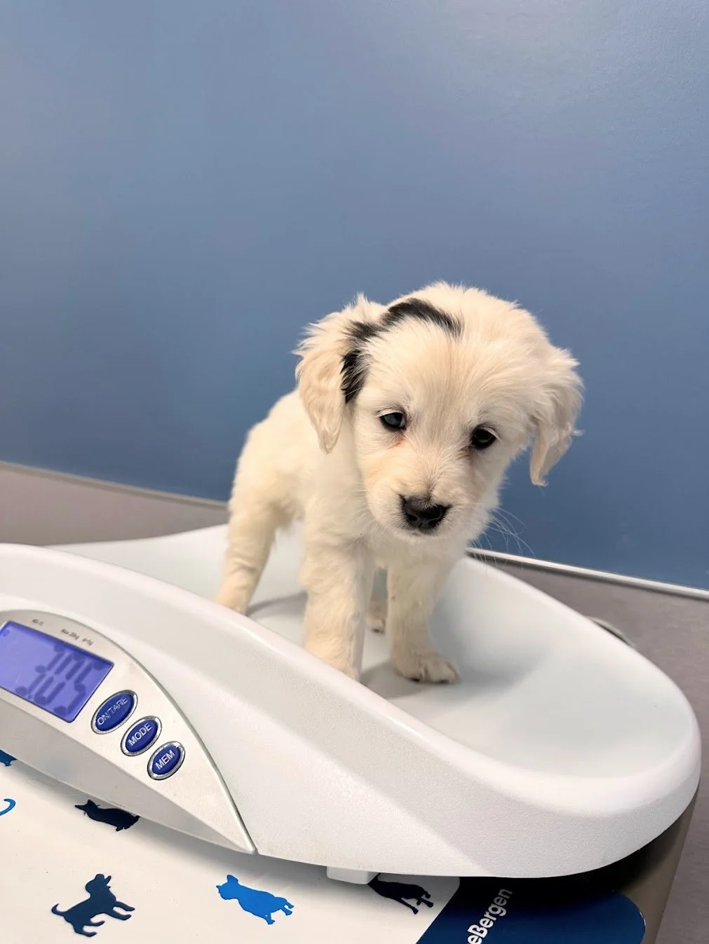 Mini Golden Frankie Somatic mutation first vet check.jpg (Copy)