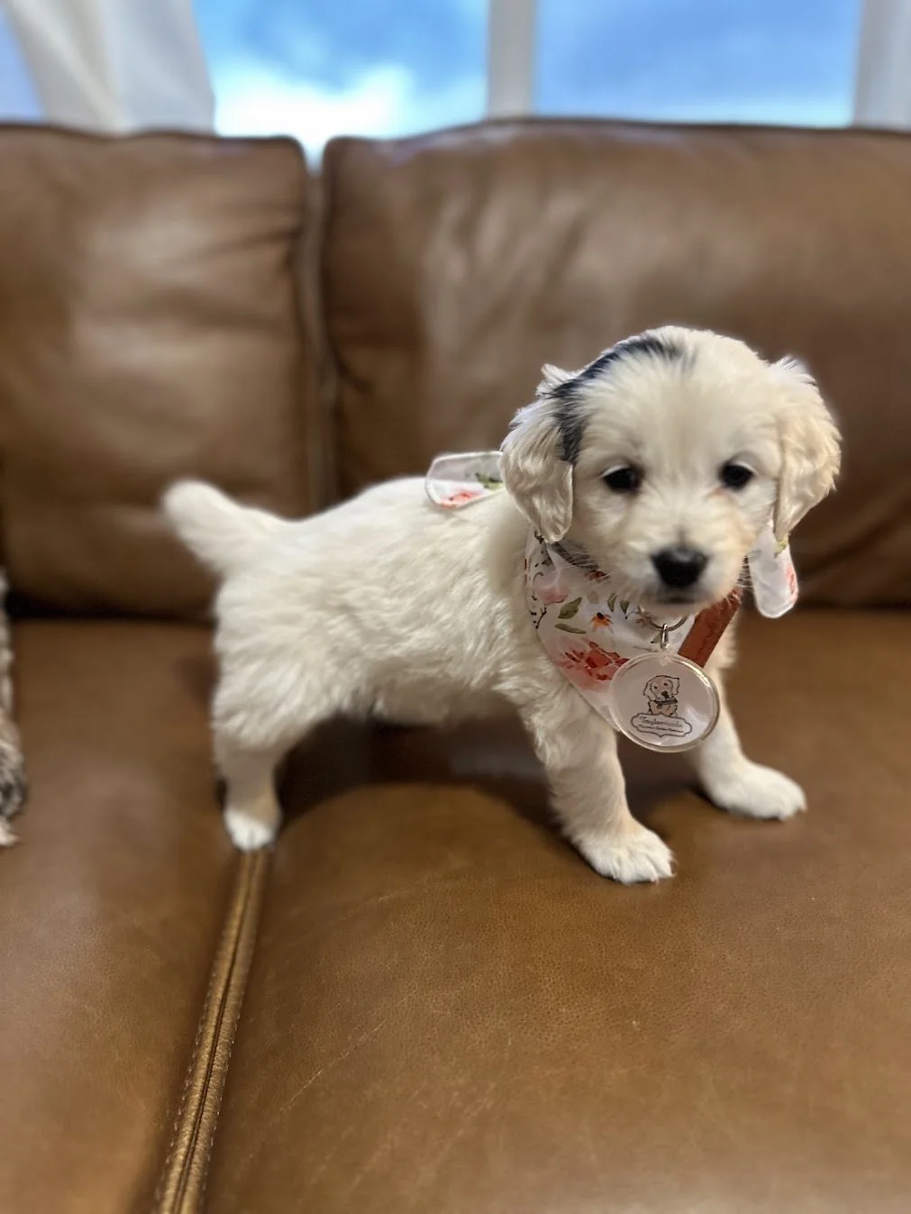 Frankie Golden with a somatic mutation 6 weeks old.jpg (Copy)