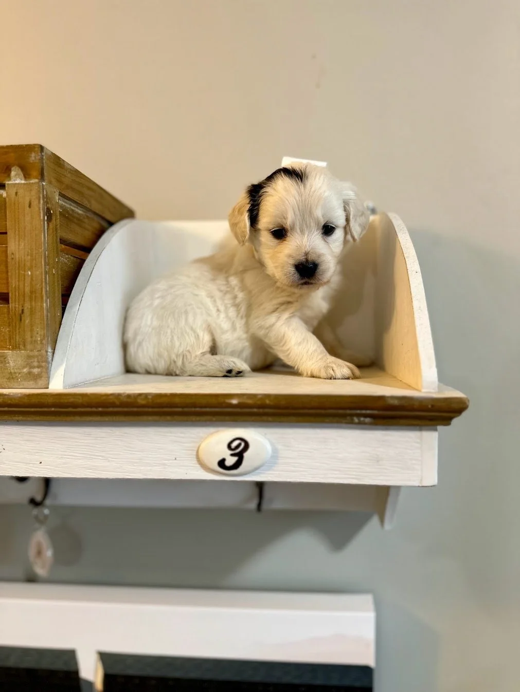 Frankie with a somatic mutation 5 weeks old.jpg (Copy)