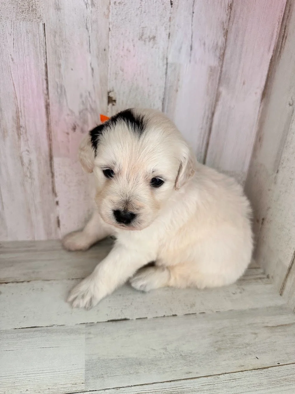 Frankie with a somatic mutation 4 weeks old.jpg (Copy)