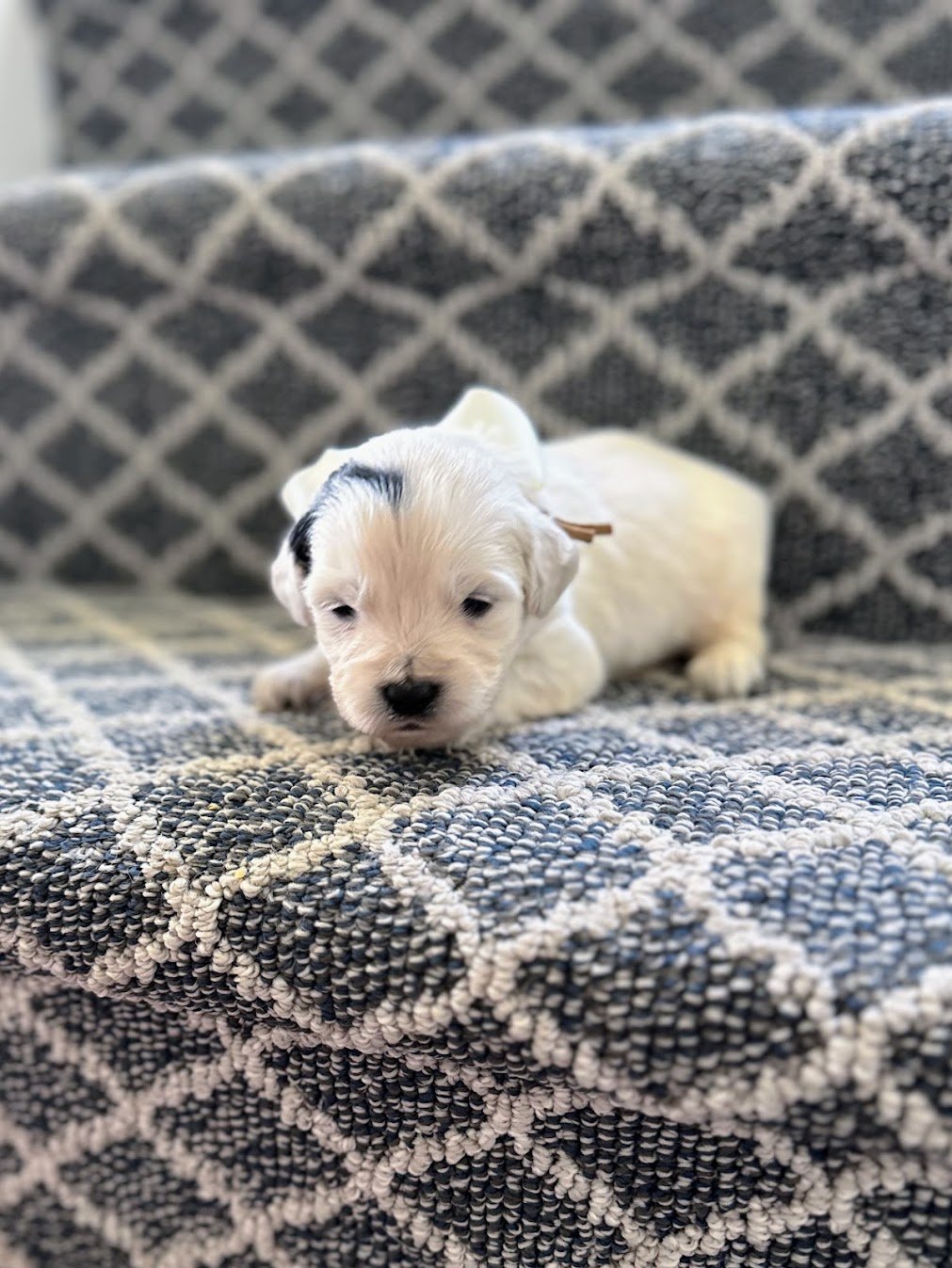 Frankie with a Somatic mutation 3 weeks old.jpg (Copy)