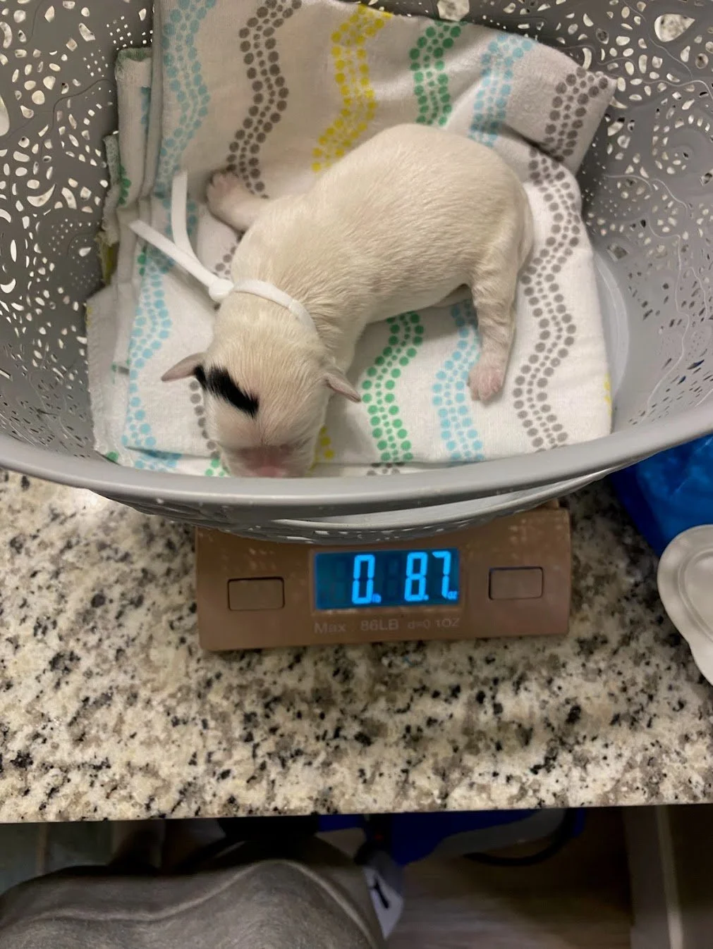 Frankie with a somatic mutation newborn.jpg (Copy)