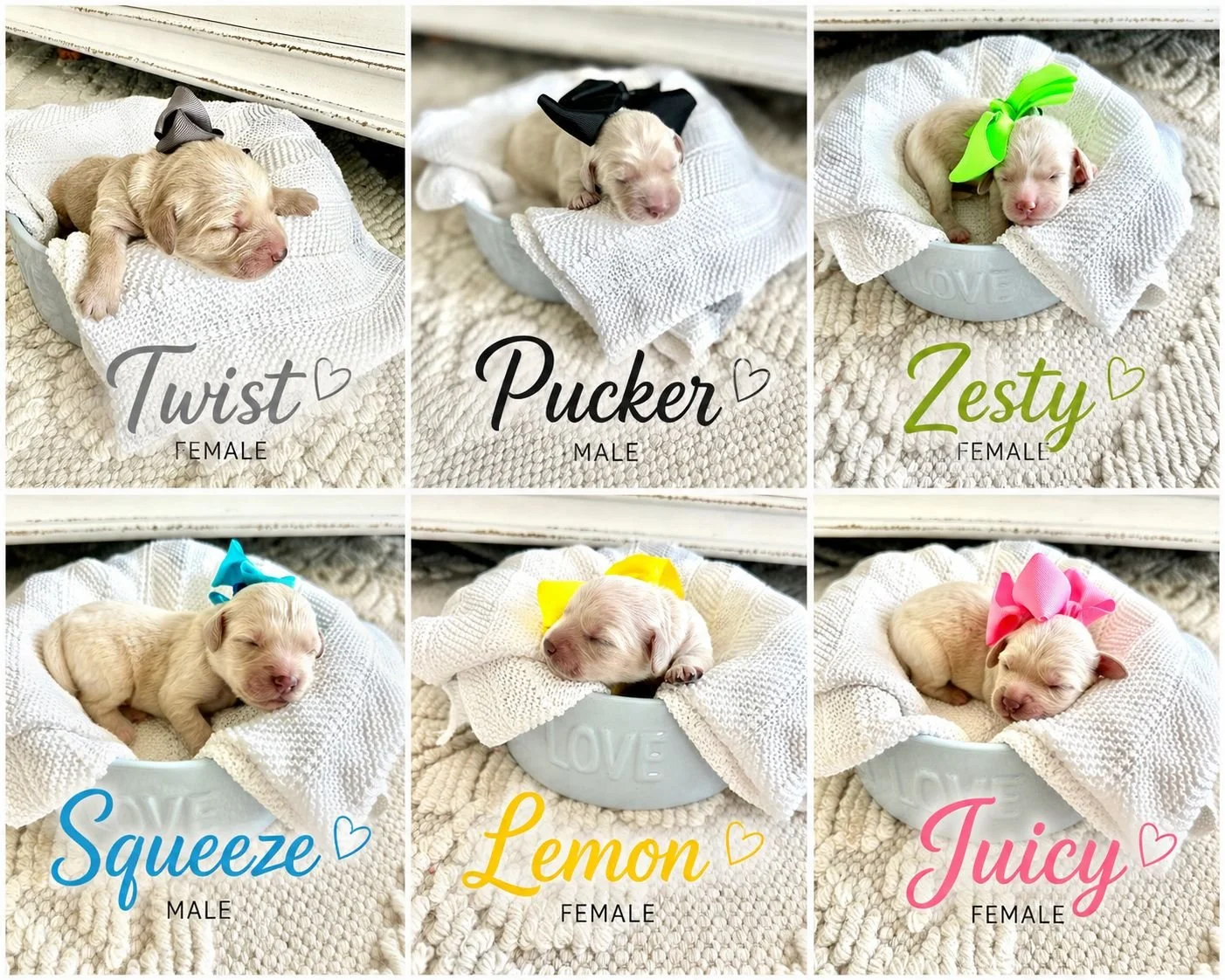 Nike & Gunner's Litter.jpeg
