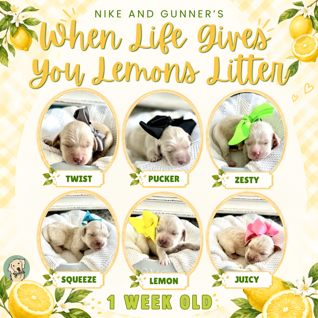 Nike and Gunner's Litter at 1 Week Old.png