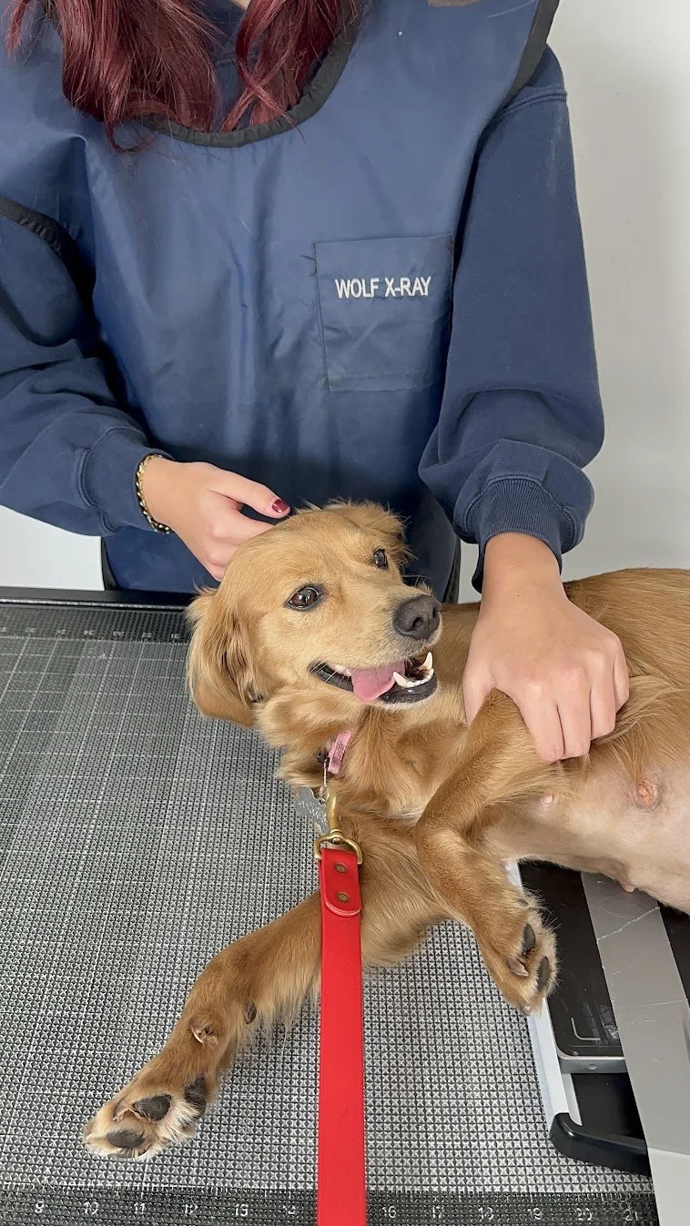 Athena's vet check.JPG