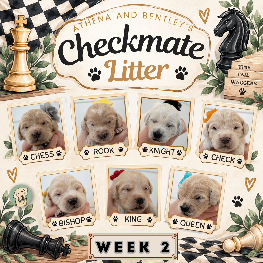 Athena and Bentley Week 2.png