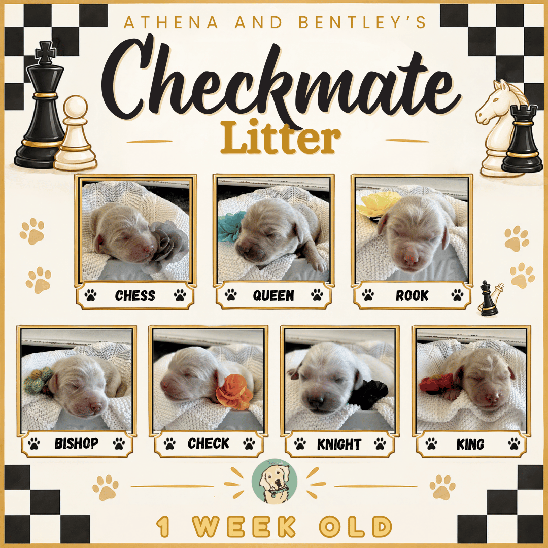 Athena and Bentley Week 1.png