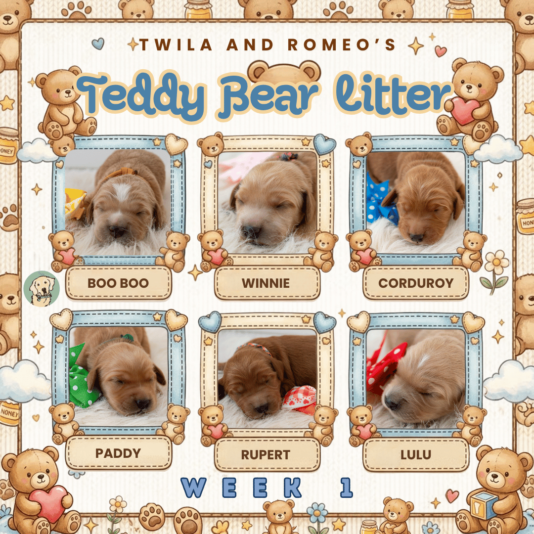 Twila and Romeo Week 1.png