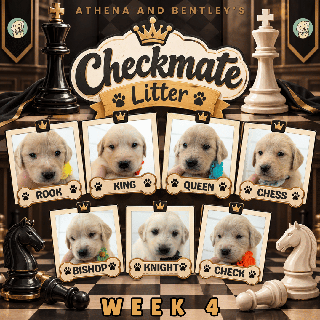 Athena and Bentley Week 4.png