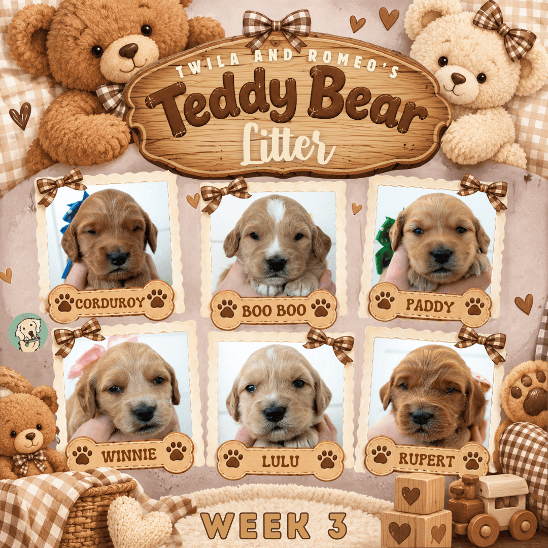 Twila and Romeo Week 3.png