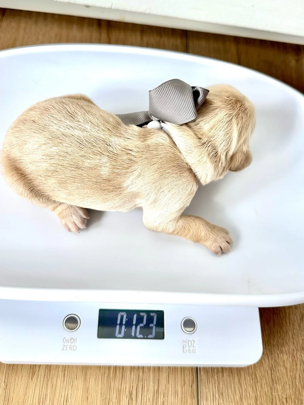 Twists Newborn weight.jpg
