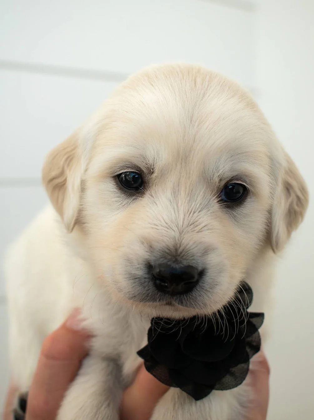Knight from Athena &amp; Bentley's Chess litter