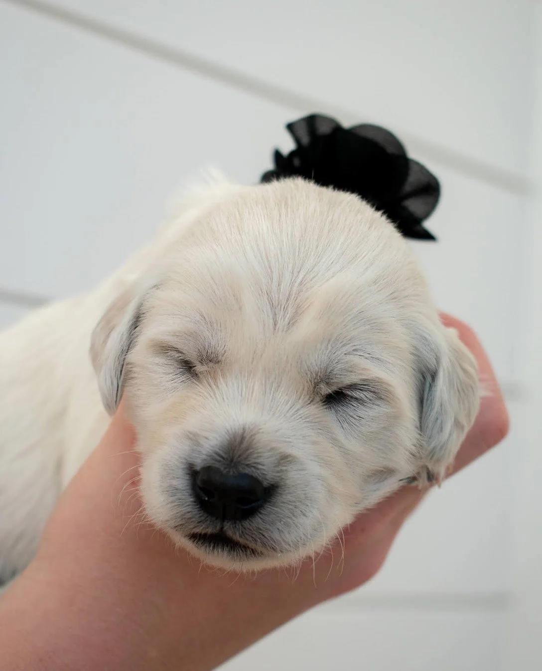 Knight 2 weeks old.jpg