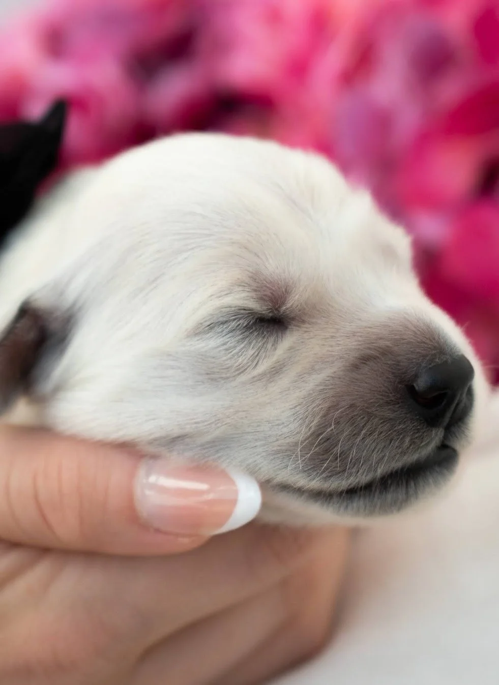 Knight 1 week old.jpg